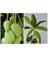 Mango Gir Kesar (mangifera) live Tropical Fruit Tree 12”-24” - £42.51 GBP