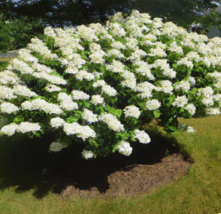 KingStore 50 Seeds Hydrangea White Flower Bush Hedge Shrub - £7.38 GBP