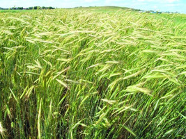 HeirloomSupplySuccess 400 Heirloom Variety Cereal Rye seeds (Winter Cove... - £5.57 GBP+