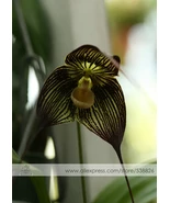 Best 1 Professional Pack, approx 50 Seeds, The Vampire-Like Dracula - $12.99