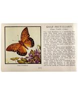 Gulf Fritillary Butterfly 1934 Butterflies Of America Antique Insect Art... - €17,17 EUR