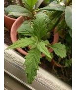 Chilean Epazote - Chenopodium chilense - 1000+ seeds - F 194 - £1.42 GBP