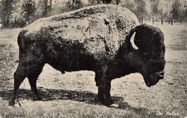 American Buffalo BISON-NOW Extinct~Ezra Meeker Oregon Trail Expedition Postcard - £7.19 GBP