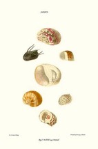 Hoof Shells By John Mawe - Art Print - £17.53 GBP+