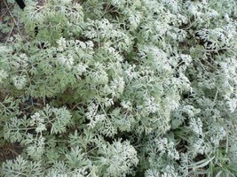 FG 500 Absinthe Wormwood Common Artemisia Absinthium Green Ginger Herb Flower Se - £5.25 GBP