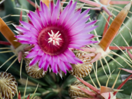5 Pc Seeds Hardy Barrel Cactus, Ferocactus latispinus spiralis Seeds | RK - £14.82 GBP