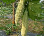 10  White Bitter Melon Bitter Gourd Seeds Hybrid Fast Shipping - $15.98