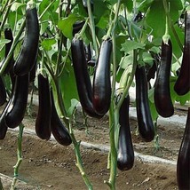 US Seller 100 Chinese Eggplants Seeds Long Purple Eggplants Aubergine Asian - £7.65 GBP