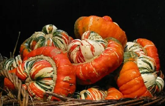 25 Gourd Turks Turban Gourd Seeds Garden Seeds - £9.59 GBP