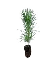 Japonese Black Pine(live tree seedling 7 to 13 inches) - $13.86