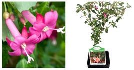 2.5&quot; Pot Live Plant Lottie Hobby Fuchsia - Indoors/Out/Fairy Garden - US... - £31.16 GBP