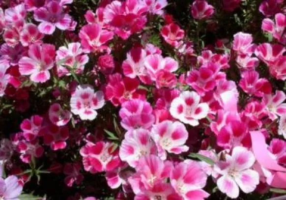 CLK Godetia Farewell To Spring 100 Fresh Seeds USA Seller - £6.48 GBP