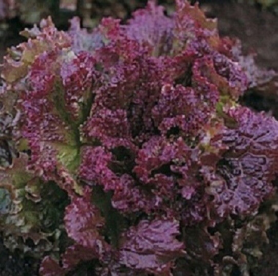 Lettuce Seeds 500 Seeds Red Fire Starts Nursery Garden USA - £8.64 GBP