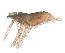 Almost Alive Lures Artificial Shrimp Lure Bait 3-1/4&quot; Natural 10 Pk for ... - £12.58 GBP