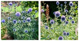 Blue Globe Thistle 50 Seeds Fresh Garden - £15.91 GBP
