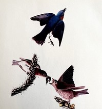 American Bluebird Bird Lithograph 1950 Audubon Antique Art Print DWP6A - $41.20 CAD