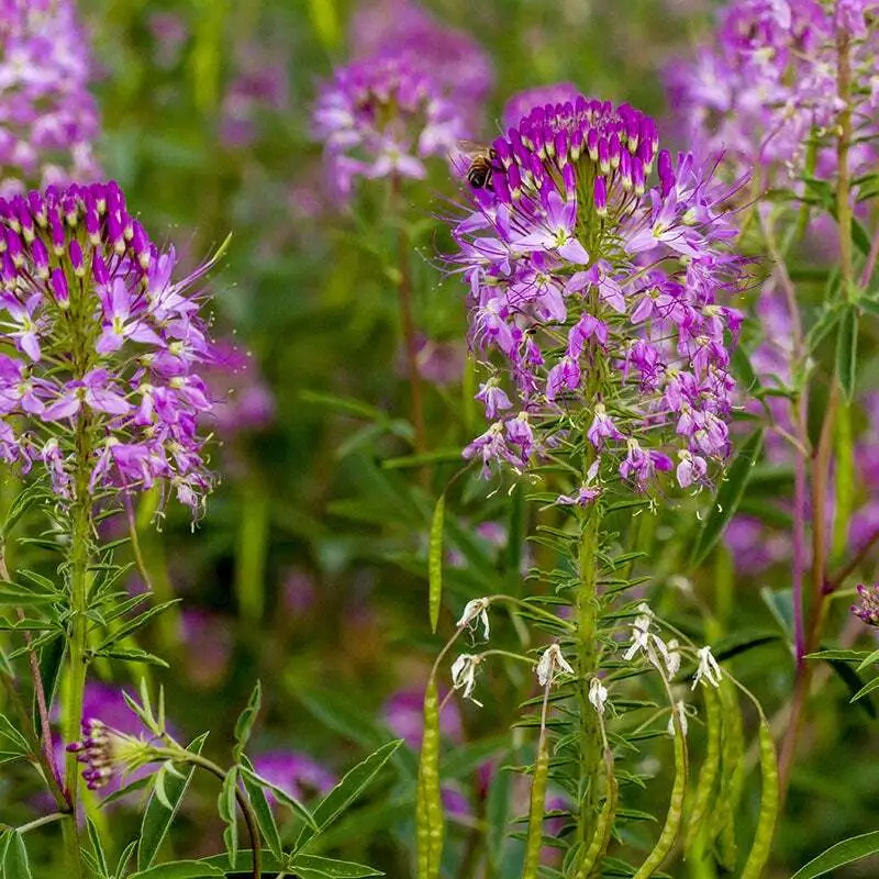 Rocky Mountain Bee Plant Seeds 50 Ct Cleome Serrulata Flower - £6.62 GBP