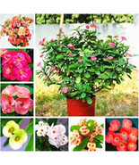 SL Euphorbia Milii Hybrid Middle 100 Seeds Big Flowers Crown Of Thorns S... - $3.17