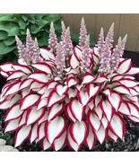 The Enchanting Hosta . Giant Variegated Red and White Hosta - $8.64 CAD
