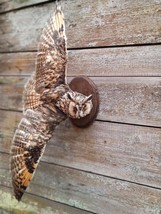Stuffed European OWL Taxidermy Owl asio otus Bird Scarecrow wall mount #8 AAA+ - £292.32 GBP