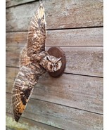 Stuffed European OWL Taxidermy Owl asio otus Bird Scarecrow wall mount #8 AAA+ - $370.00