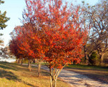 25 Crepe Myrtle Crape Tree/Pink In The Summer &amp; Orange In The Fall! Fres... - $4.49