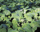 Sale 1000 Seeds Dwarf Essex Rape Kale Brassica Napus Vegetable USA - £7.88 GBP