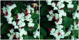 Live Plant Clerodendrum~Dicentra spectabilis~White Bleeding Heart 5 inches tall - £12.55 GBP