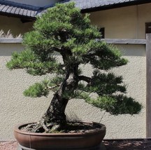 Japonese Black Pine Bonsai Starter kit (live tree seedling 7 to 13 inches) - £17.84 GBP