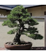 Japonese Black Pine Bonsai Starter kit (live tree seedling 7 to 13 inches) - £17.80 GBP