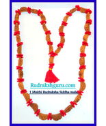 1 Mukhi Rudraksh Mala / Shiva Netra Mala / One Face Rudraksh - 33 Beads - $2,351.38 CAD