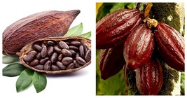 40 Seeds Cocoa Seeds Theobroma Cacao Seeds - £19.66 GBP