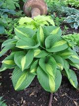 1 Live Potted Plant - hosta ANN KULPA medium tricolor disease-free 2.5&quot; pot - £39.07 GBP