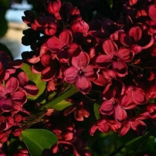 Fresh 25 Red Lilac Seeds Tree Fragrant Perennial Flower Flowers Seed Garden - $10.98