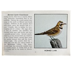 Horned Lark Bird Print 1931 Blue Book Birds Of America Antique Art PCBG13A - $366.80 MXN