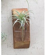 Set of 5 Realistic Artificial Faux Botanica Air Plants Fern Grass Succul... - $54.69 CAD