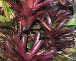 5 pack Neoregelia Fireball Bromeliad Mature plant  Organic No Pesticides. - $31.79