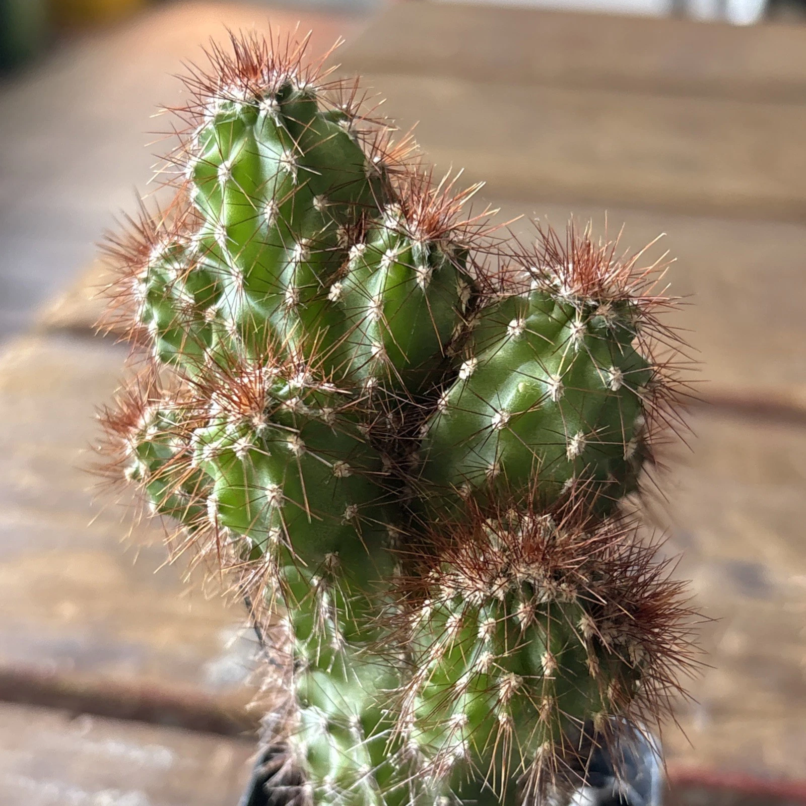 Cereus Rapandus Peruvians Monstrose - £15.90 GBP