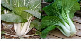 4000+ Pak Choi (Chinese Cabbage Bok Choy) Seeds Garden Outdoor Home and Garden - £33.72 GBP