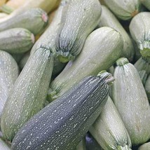 Grey Zucchini Seeds Summer Squash Organic Usa Seller Garden - £3.36 GBP