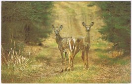Postcard Deer Scene Neat Bracebridge Muskoka Ontario - £3.86 GBP