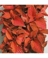 COLEUS FOLIA SUNSET, 35 SEEDS R - £14.70 GBP