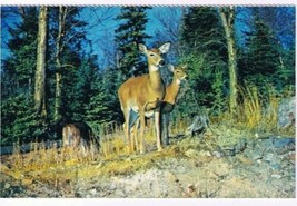 Animal Postcard Canada Deer Woodland Animals - £2.21 GBP