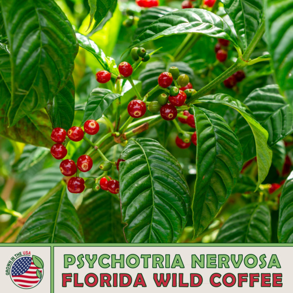 10 Florida Wild Coffee Seeds Bird & Butterfly Attractor Home Garden