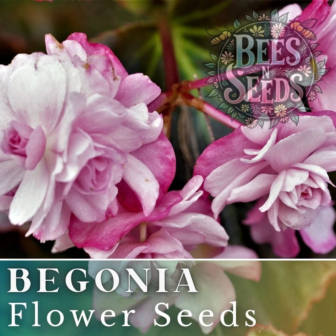 Orchid Ecstasy Begonia Seeds 45 or 125 Seeds Flower, Flower Seeds, Non GMO - $5.29
