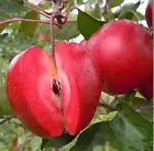 Organic Fruit Heirloom 50 Seeds Red Flesh Apple Fruit Seeds Sweet Redlov... - $6.99