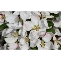 25+ Golden Gem Crabapple Seeds | Grow Beautiful Miniature Fruit Trees - $16.50