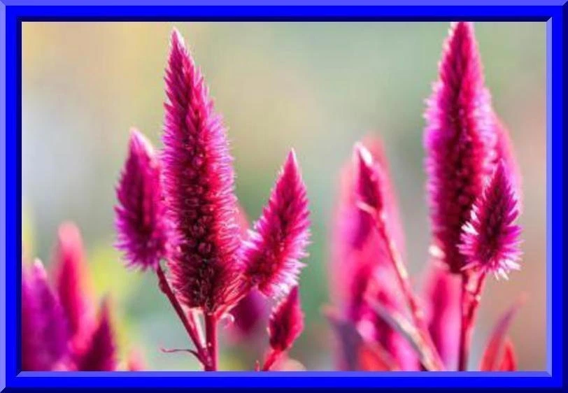 Hot Pink Candlestick Celosia 25+ Seeds -  ! - $13.05