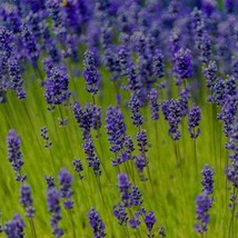 Lavender Munstead Lavandula Angustifolia Munstead 50 Seeds Fresh Seeds - $7.18