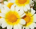 300 Seeds Garland Daisy Flower Seeds Asian Cuisine/Medicinal/Teas Prairi... - £7.22 GBP